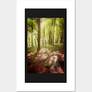 Forest Light Posters and Art